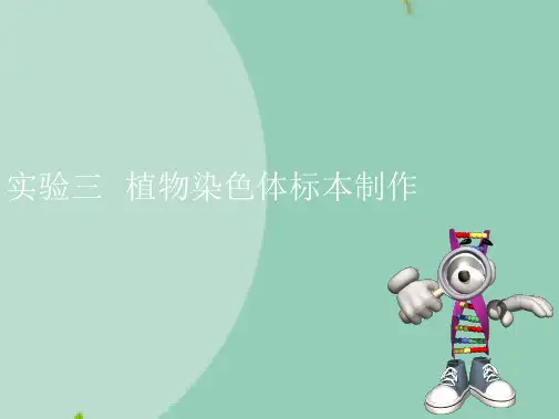实验三植物染色体标本制作(共9张精选PPT)