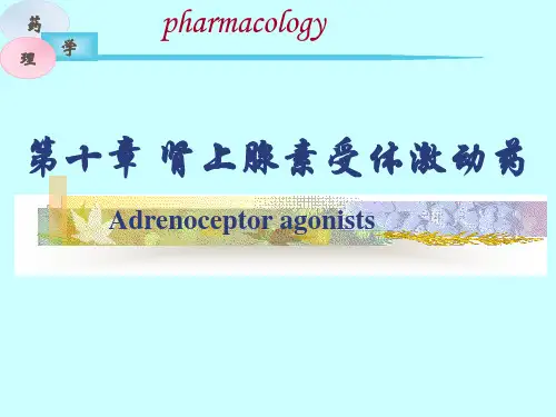 肾上腺素β受体激动药  ppt课件