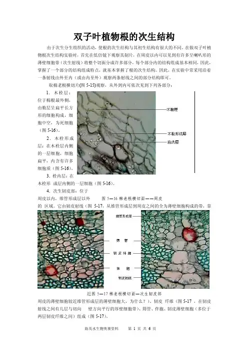cys双子叶植物根的次生结构