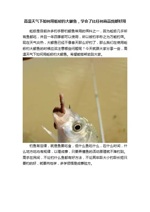 高温天气下如何用蚯蚓钓大鲫鱼，学会了比任何商品饵都好用
