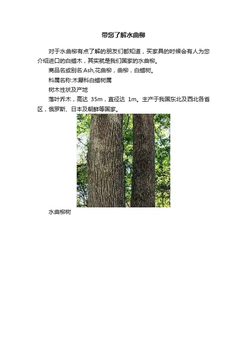 带您了解水曲柳