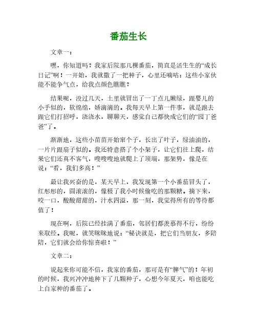 番茄生长作文