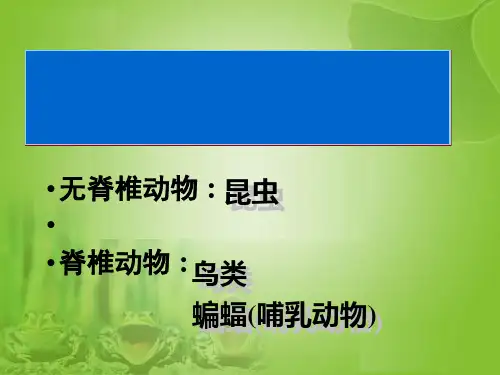 空中飞行的鸟类ppt课件