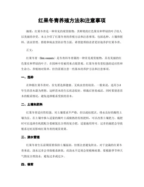 红果冬青养殖方法和注意事项