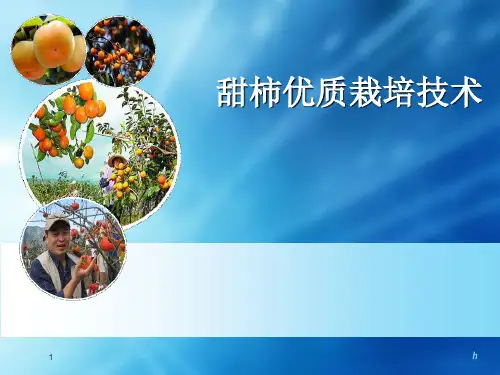 甜柿优质丰产栽培技术