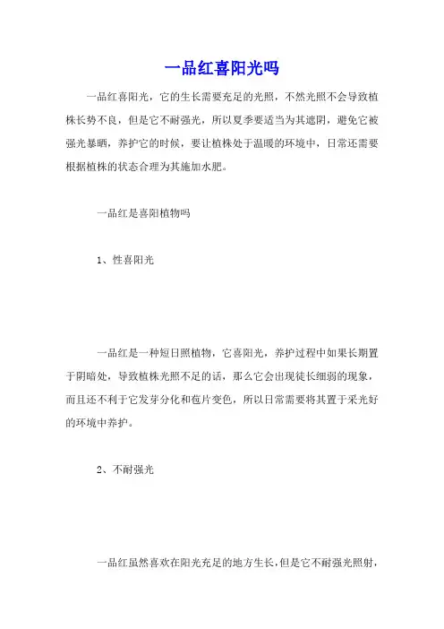 一品红喜阳光吗