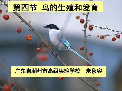 八年级生物下册(人教版)教学课件：第七单元 第一章 第四节 鸟的生殖和发育 (2)