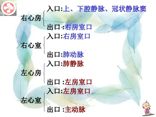 小儿循环系统-PPT课件