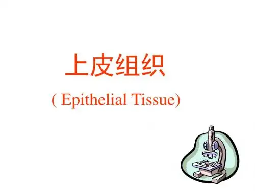 组织胚胎学上皮组织