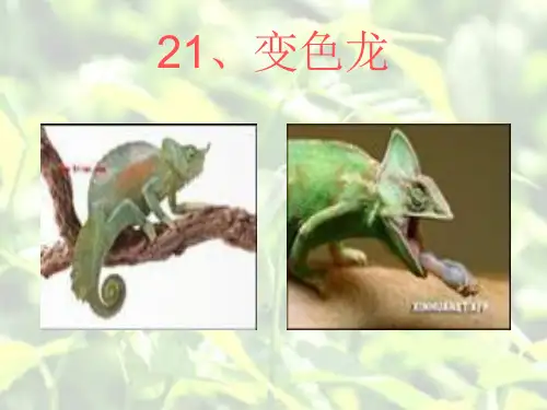 六年级上- 21课变色龙 青岛版(六年制)38张ppt)