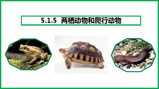 《两栖动物和爬行动物》PPT优质课件