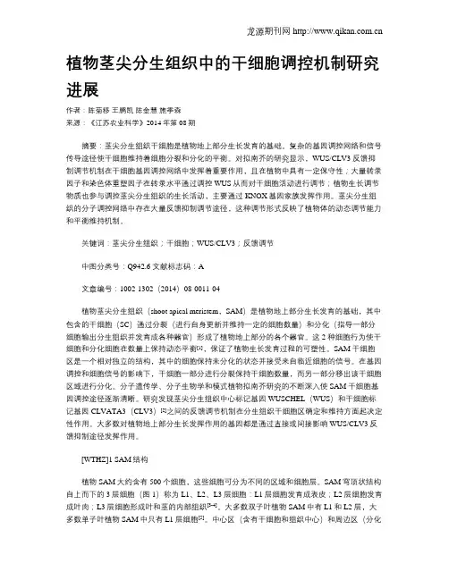 植物茎尖分生组织中的干细胞调控机制研究进展