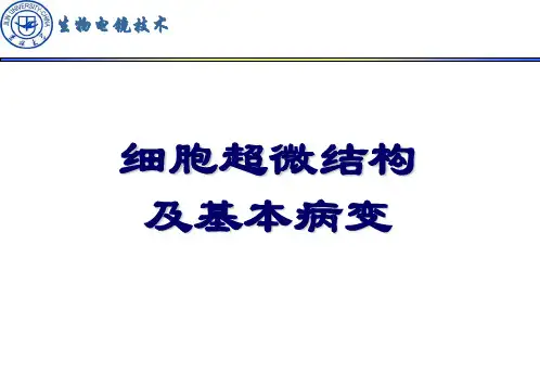 细胞超微结构及基本病变-七年制