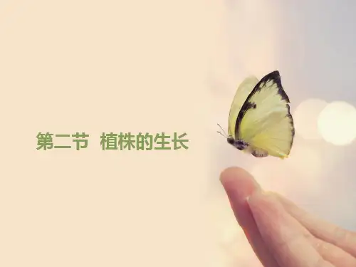 植株的生长PPT课件22 人教版