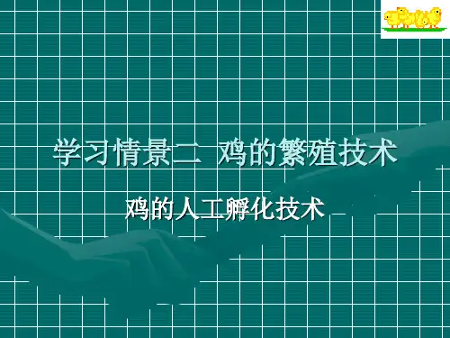 鸡的孵化技术