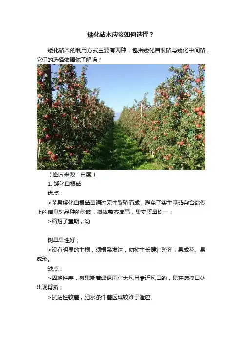 矮化砧木应该如何选择？