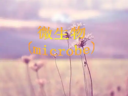 微生物PPT教学课件