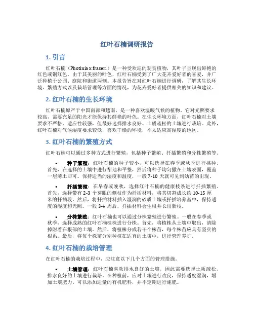 红叶石楠调研报告