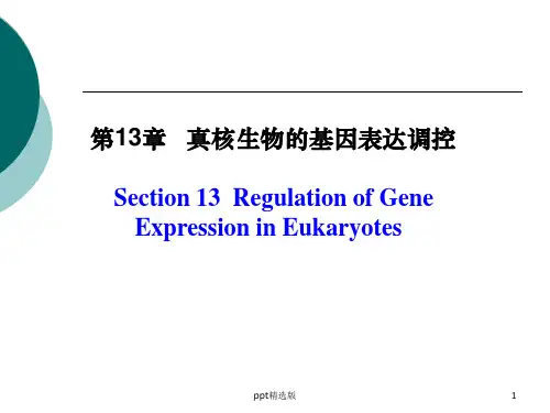真核生物的基因表达调控ppt课件