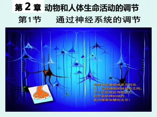 通过神经系统的调节