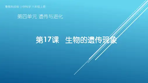 粤教版小学科学六年级上册第17课《生物的遗传现象》教学课件