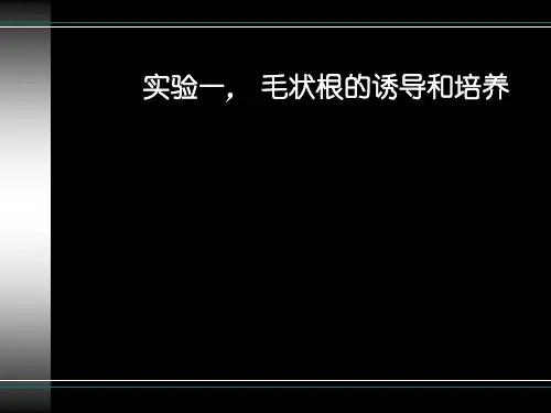 实验1毛状根诱导和培养