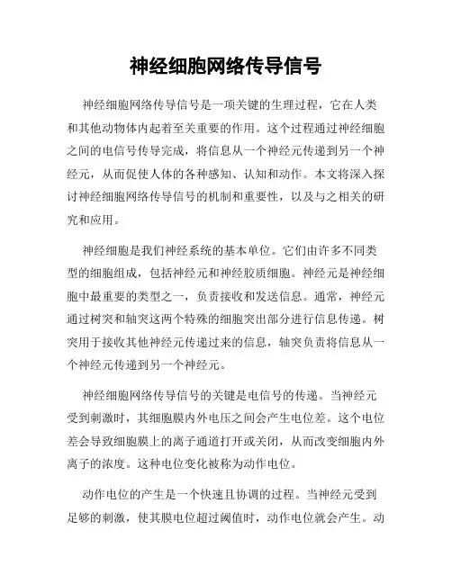 神经细胞网络传导信号