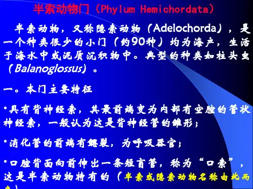 动物学16半索动物门PhylumHemichordata