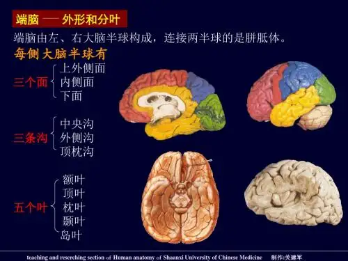 端脑外形和分叶ppt课件