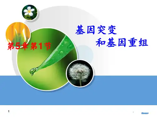 基因突变和基因重组(优质课)PPT课件