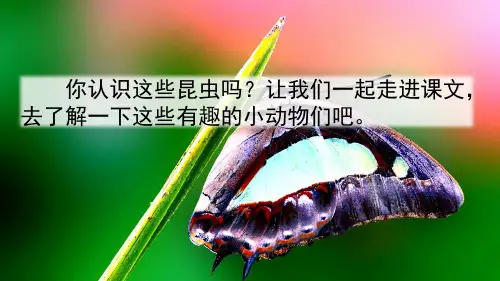 昆虫备忘录PPT课件