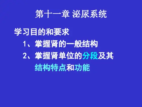 组织学与胚胎学-泌尿系统