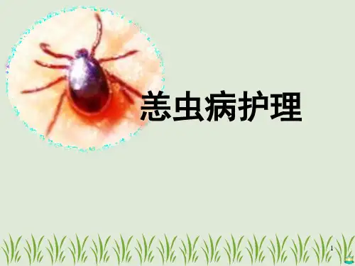 恙虫病护理PPT课件