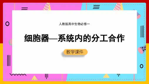 高中生物人教版必修一《细胞器系统内的分工合作》课件