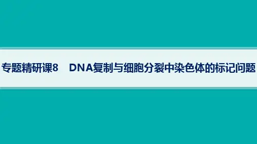 2024年人教版高考生物总复习第二部分专题精研课8DNA复制与细胞分裂中染色体的标记问题