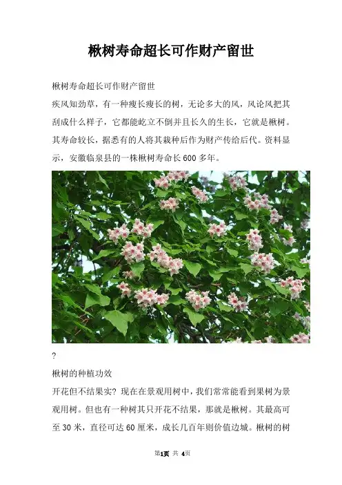 楸树寿命超长可作财产留世