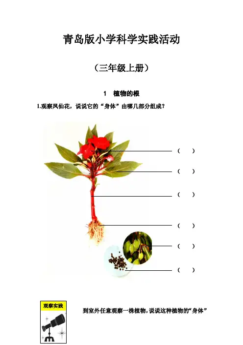 青岛版小学科学三年级上册实践活动