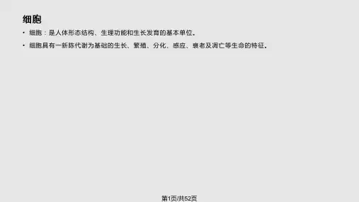 人体结构PPT课件