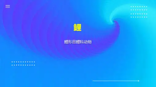 鲤     