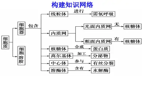主要细胞器的结构和功能叶绿体液泡线粒体核糖体课件