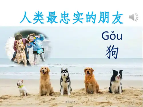 动物世界ppt课件