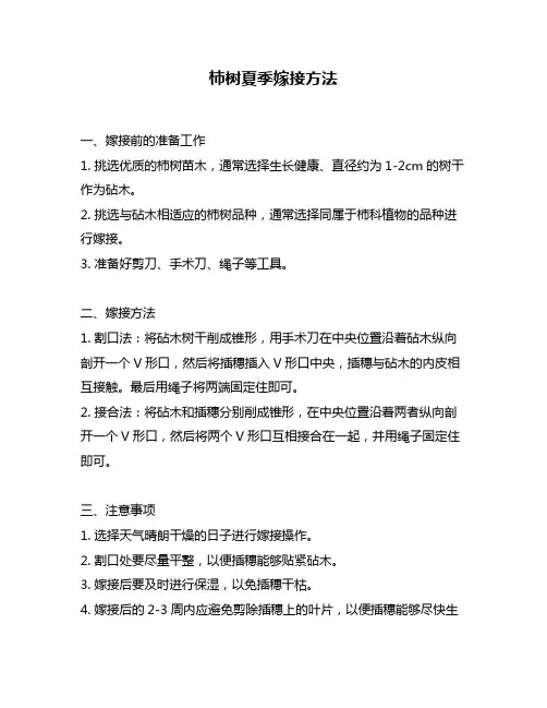 柿树夏季嫁接方法
