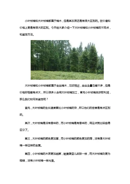 如何区分小叶桢楠和大叶桢楠