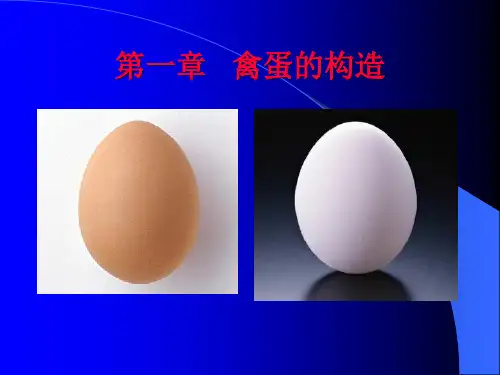 蛋品科学课件1.蛋的构造