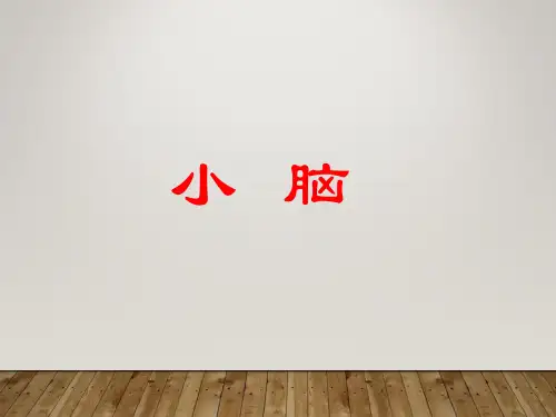 小脑