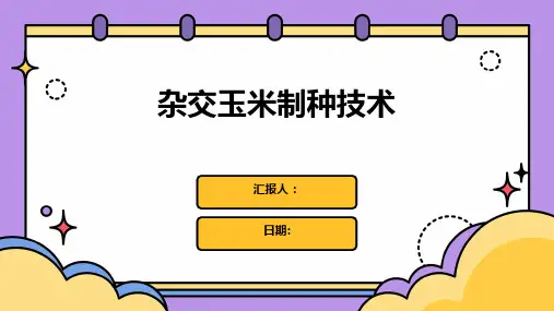 杂交玉米制种技术