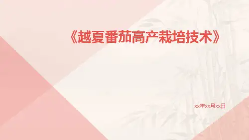 越夏番茄高产栽培技术
