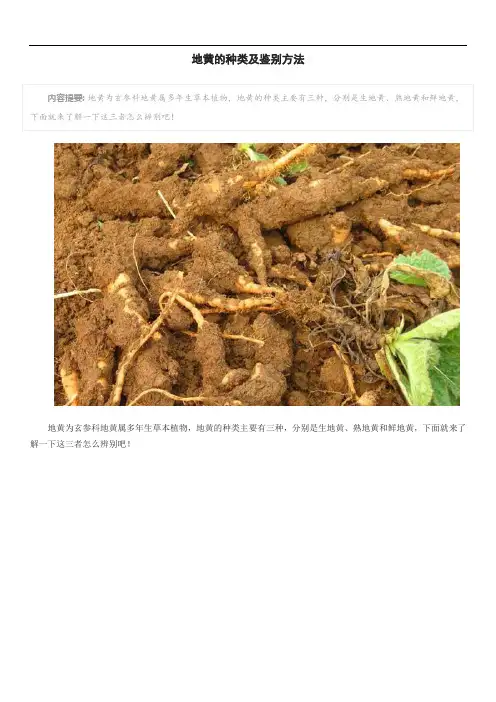 地黄的种类及鉴别方法