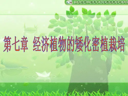 矮化密植园