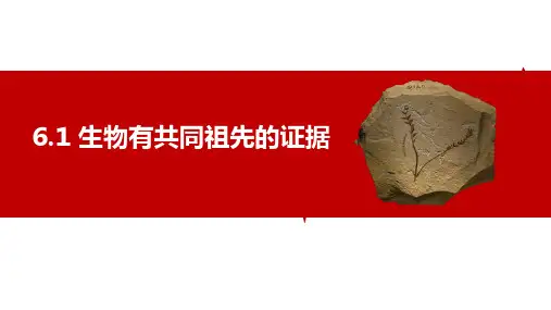 人教版高中生物必修二 生物有共同祖先的证据 生物的进化教学课件